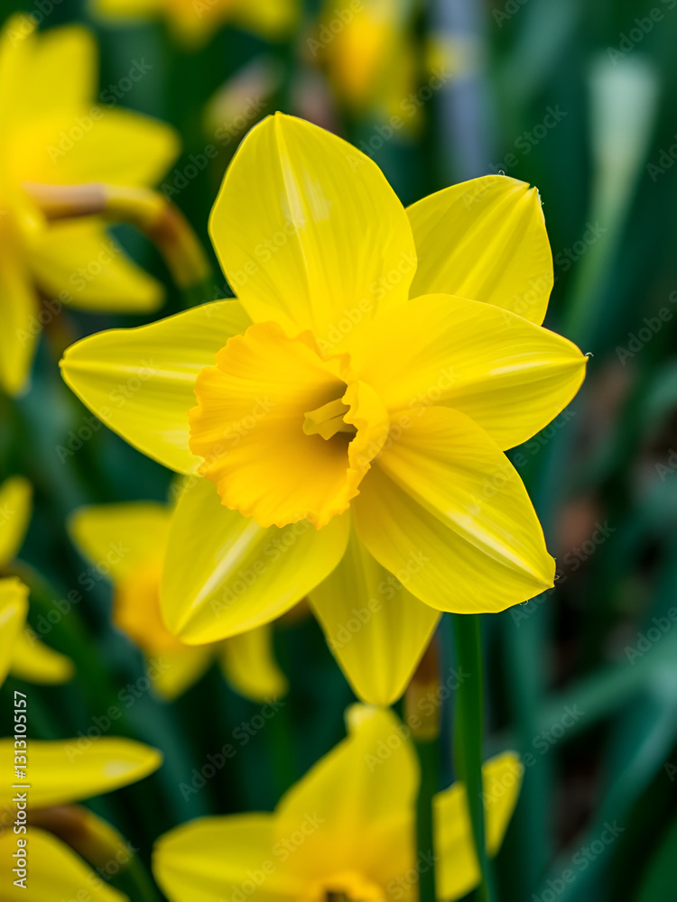 Vibrant yellow daffodil in full bloom, showcasing its bright petals and trumpet-like corona, Concept of spring, renewal, and natural splendor Vibrant yellow daffodil in full bloom, showcasing its bright petals and trumpet-like corona, Concept of spring, renewal, and natural splendor