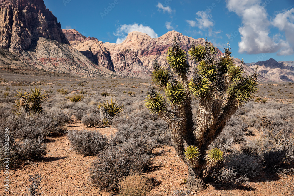 Φωτογραφία Landscape of mountains and Joshua tree in desert of Southern Nevada near Las Veg