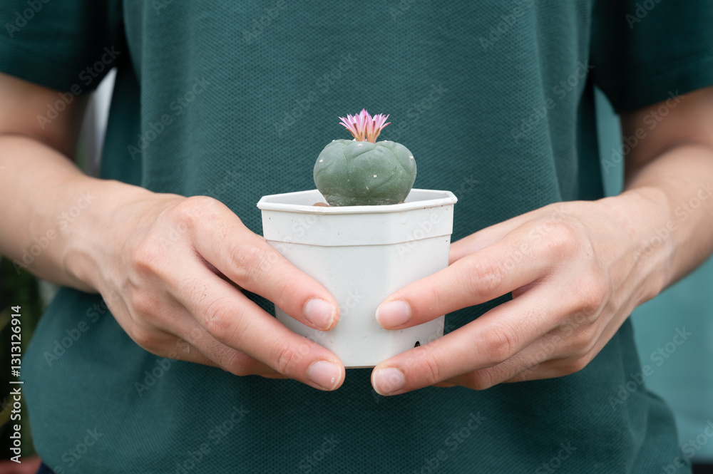 Φωτογραφία Woman holding a pot of Lophophora williamsii cactus (or Peyote) with twin pink flowers blooming