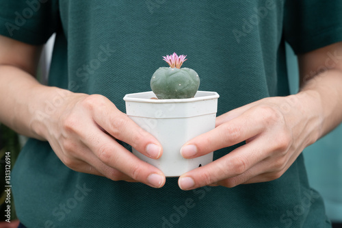 Woman holding a pot of Lophophora williamsii cactus (or Peyote) with twin pink flowers blooming. Peyote is a spineless cactus which contains psychoactive alkaloids. photo