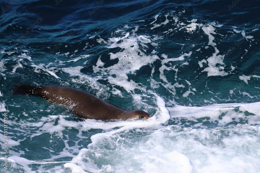 Obraz premium fur seal