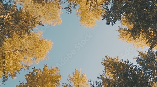 Golden Leaves Canopy Against Blue Sky