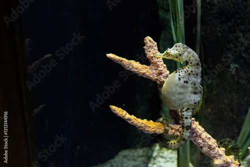  big-belly seahorse (Hippocampus abdominalis) photo