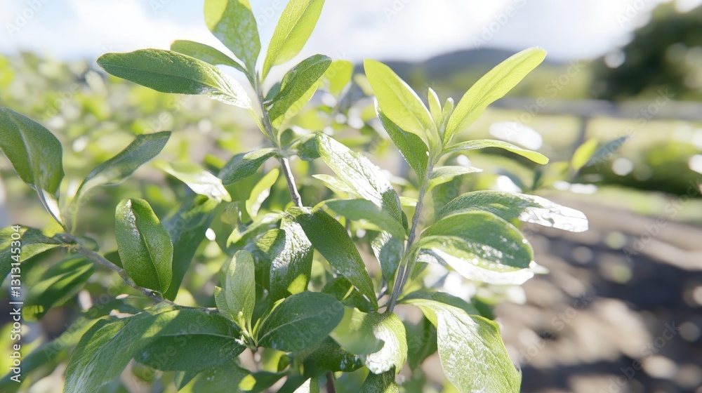Obraz premium Green plant growing; leaves illuminated by sunlight in a garden with mountain view blurred background