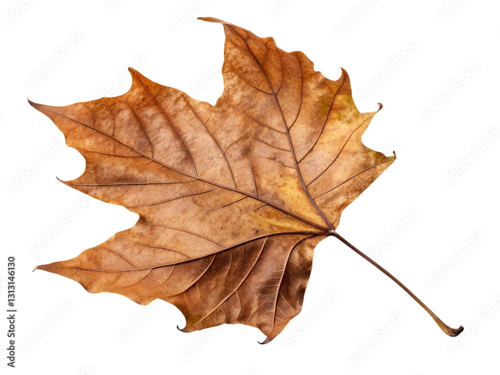 Dry autumn leaf on nature photography close-up view natural beauty, isolated on white or transparent background Dry autumn leaf on nature photography close-up view natural beauty, isolated on white or transparent background