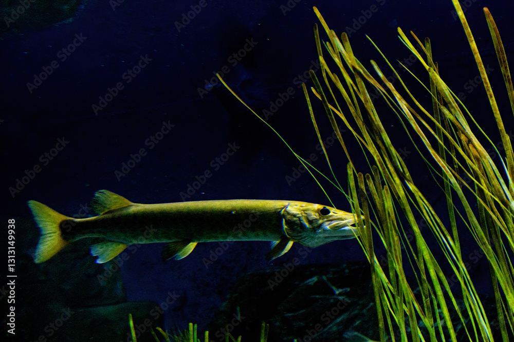 Fotografie muskellunge (Esox masquinongy), often shortened to muskie, musky, ski, or lunge