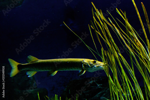 Tableau sur toile muskellunge (Esox masquinongy), often shortened to muskie, musky, ski, or lunge