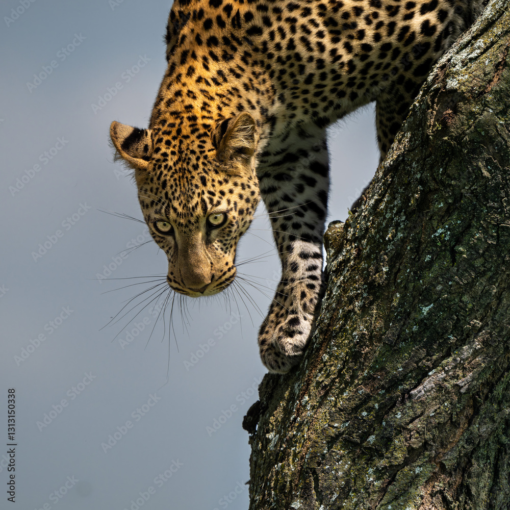 Obraz premium portrait of leopard in the tree with morning sunshine, serengeti Tanzania 