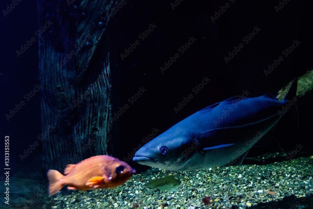 Εκτύπωση καμβά The pollock, or coalfish, coley, or saithe (Pollachius virens) and Sebastes norv