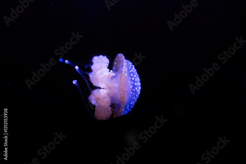 Phyllorhiza punctata is a species of jellyfish, also known as the floating bell, Australian spotted jellyfish, brown jellyfish or the white-spotted jellyfish