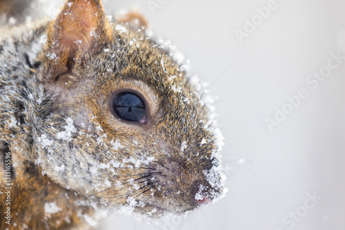 Portrait of eastern gray squirrel (Sciurus carolinensis), black form in winter photo