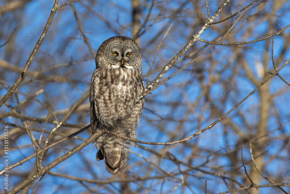 The great grey owl (Strix nebulosa) in winter