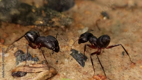 Black ants on the ground photo