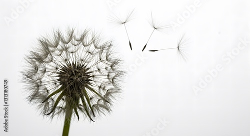 dandelion on white background