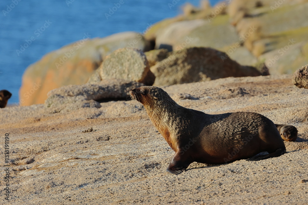 Fototapeta premium australian fur seal