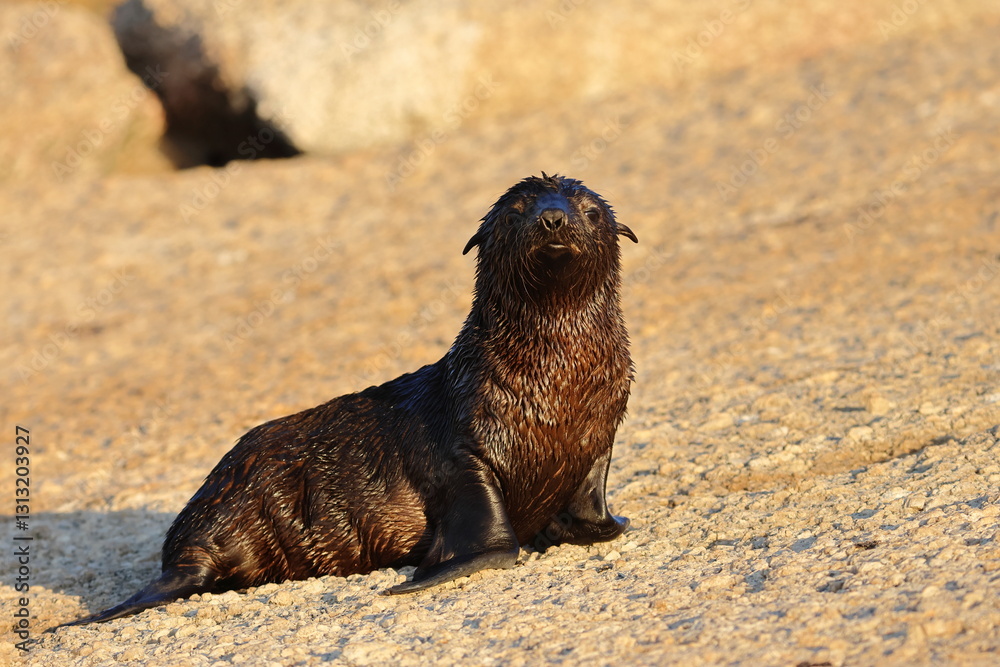 Fotografie australian fur seal