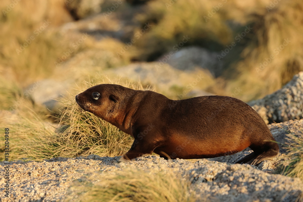 Fototapeta premium australian fur seal
