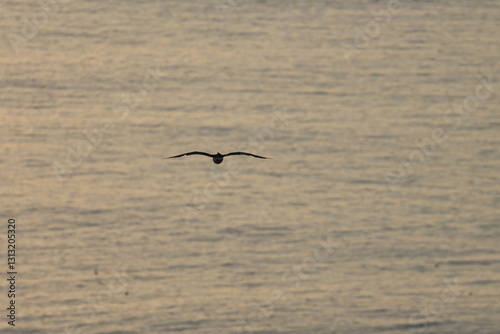 pacific gull photo