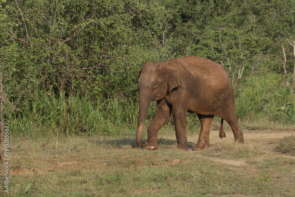 Sri Lankan Elephants in the Wild. Sri Lankan Elephants in the Wild.