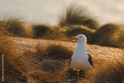 pacific gull photo