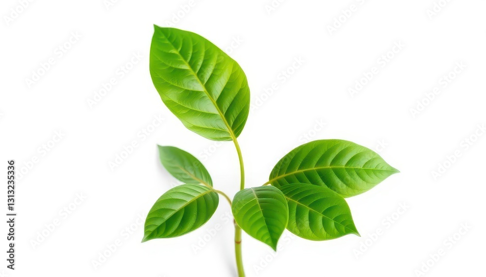 Fototapeta premium Single vibrant green plant, isolated on pure white, natural, background