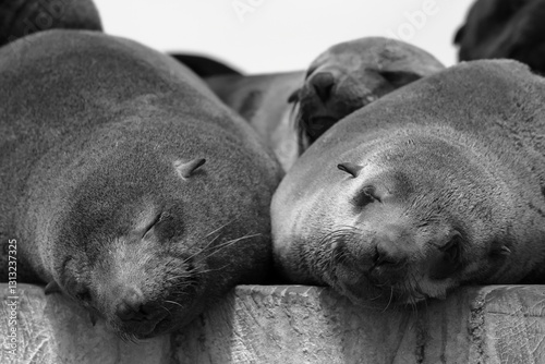 australian fur seal