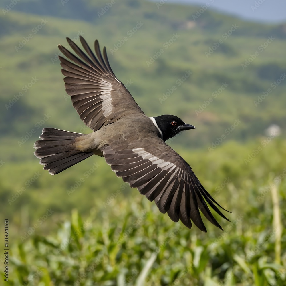 Graceful Bulbul Flying Across Verdant Fields and Rolling Mountains Graceful Bulbul Flying Across Verdant Fields and Rolling Mountains