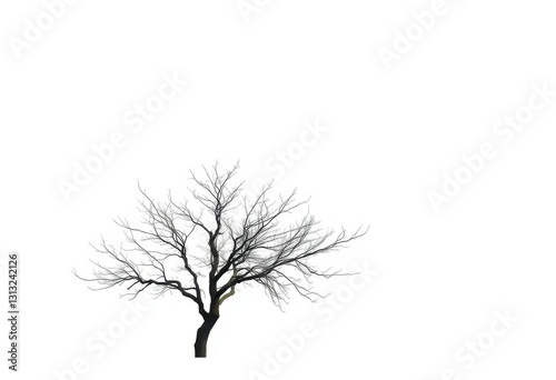 Lone deciduous tree, stark branches against pure white, silhouette, illustration