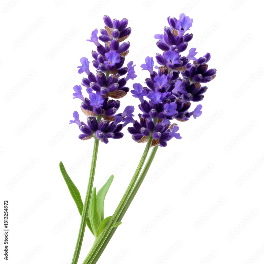 Purple Lavender Flowers on Transparent Background Purple Lavender Flowers on Transparent Background