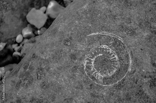 Jurassic fossil, England, 2016