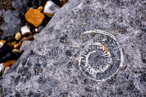 Ammonite fossil