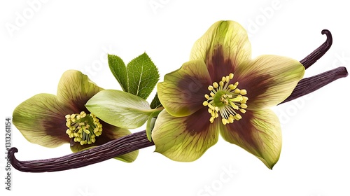 Vanilla flowers and vanilla beans isolated on a white background