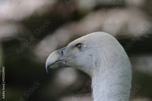 vulture photo