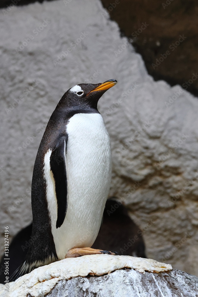 Fototapeta premium penguin