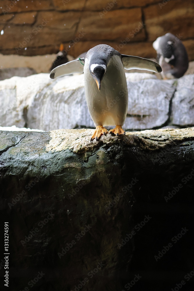 Fototapeta premium penguin