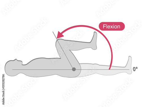 Range of motion of the hip joint