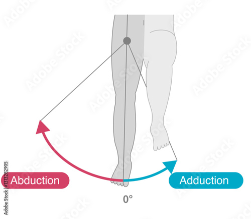 Range of motion of the hip joint