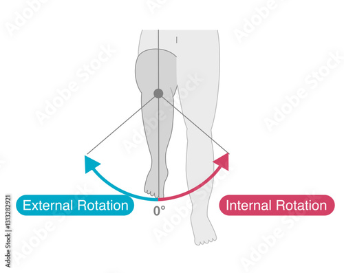 Range of motion of the hip joint