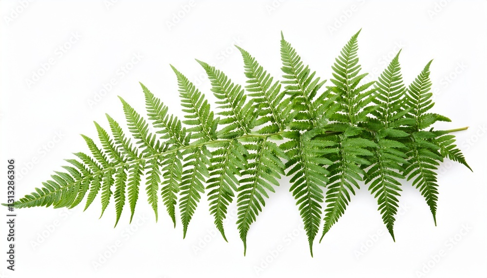 green leaves fern tropical plant isolated on white background clipping path included green leaves fern tropical plant isolated on white background clipping path included