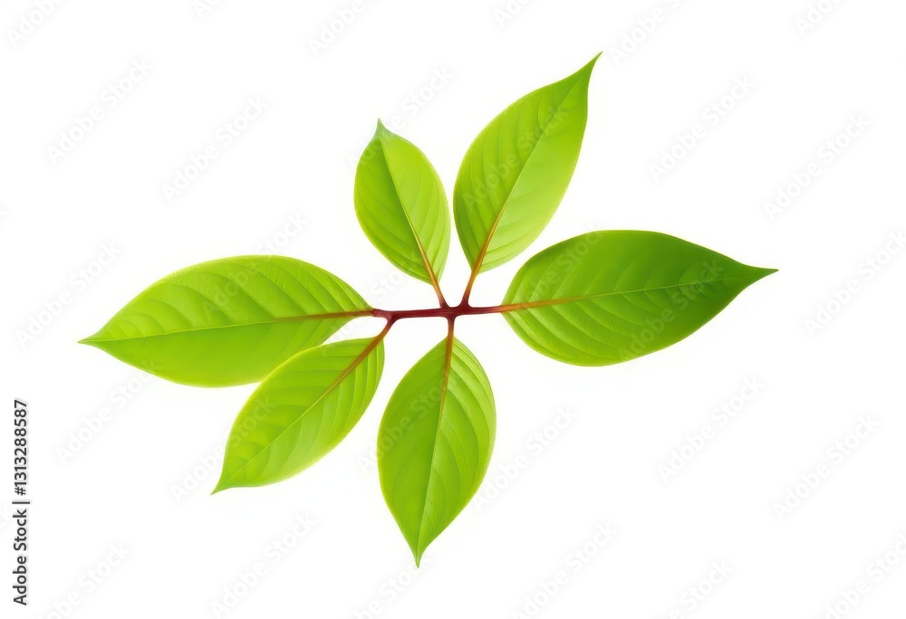 Single vibrant green plant, isolated on pure white backdrop, fresh, bloom Single vibrant green plant, isolated on pure white backdrop, fresh, bloom