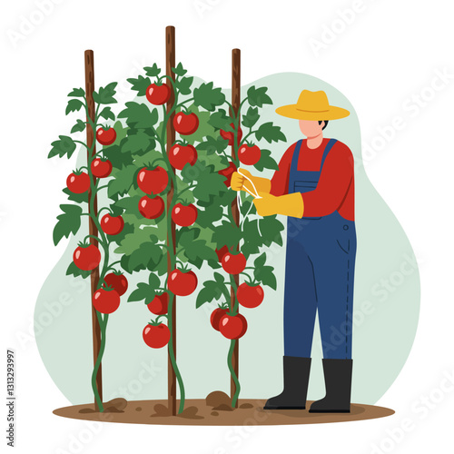 Gardener Tending to a Tomato Plant with Support Sticks Outdoors