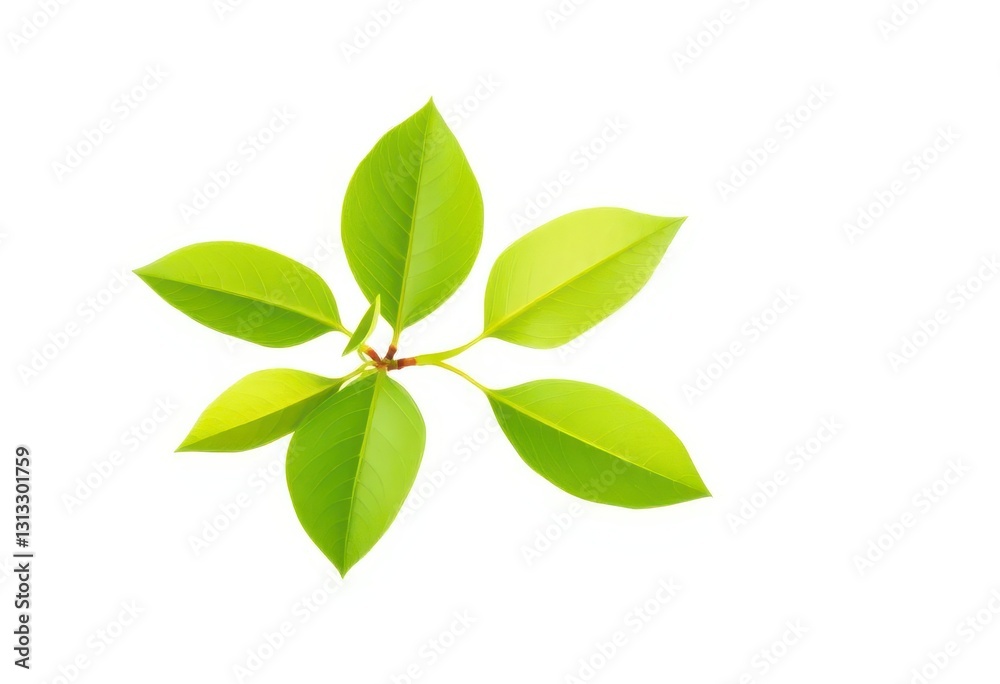 Single vibrant green plant, isolated on pure white background, botany, summer Single vibrant green plant, isolated on pure white background, botany, summer
