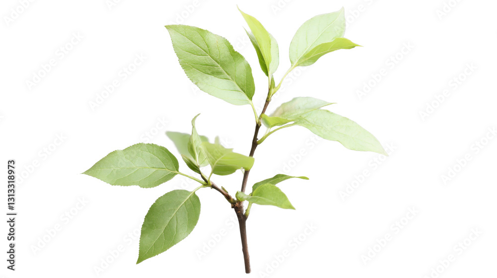 Obraz premium Twig with light green leaves growing on transparent background