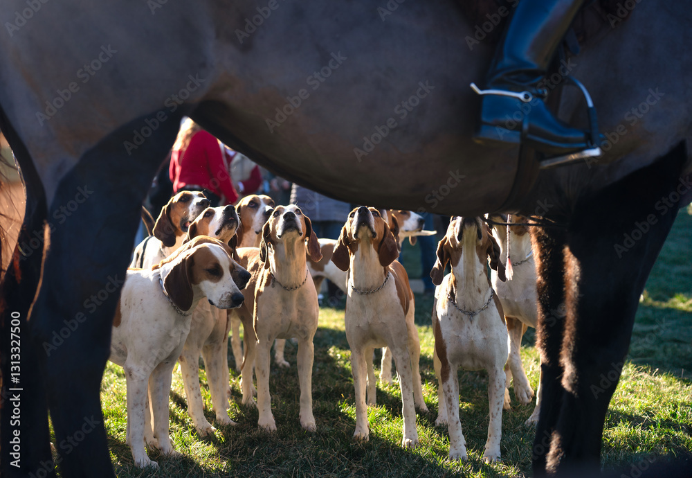 Foto Fox hunting Dogs