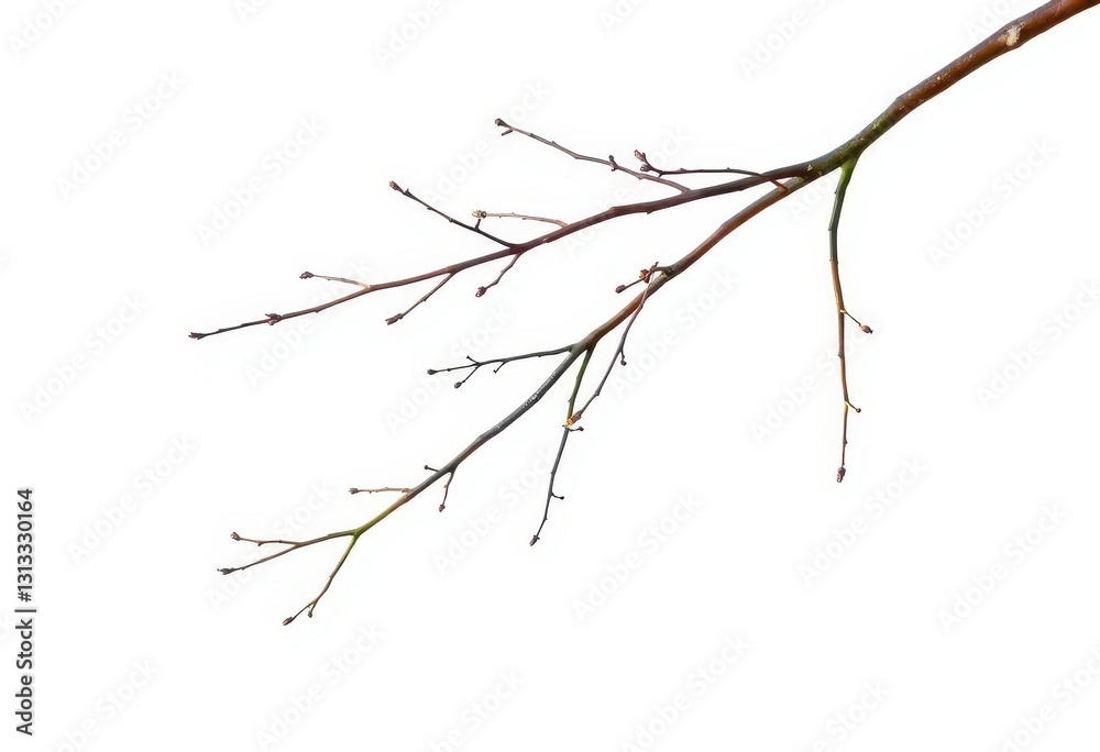 Fototapeta premium Delicate, bare branches isolated on pure white background, stark, simple
