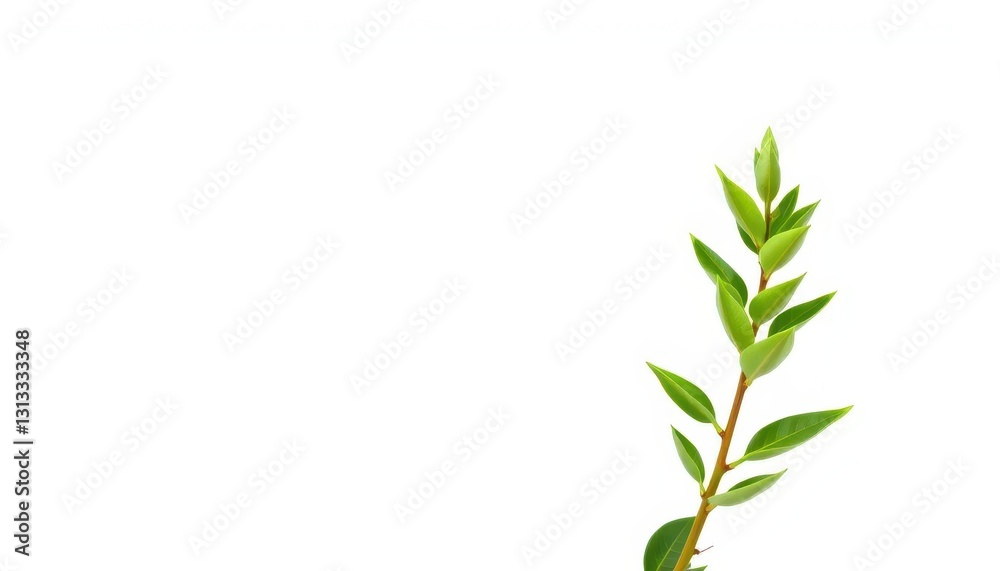 Fototapeta premium Single vibrant green plant, isolated on pure white background, close-up, nature