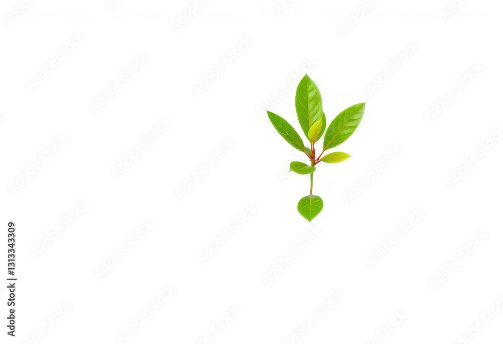 Single vibrant green plant, isolated on pure white backdrop, spring, studio shot Single vibrant green plant, isolated on pure white backdrop, spring, studio shot