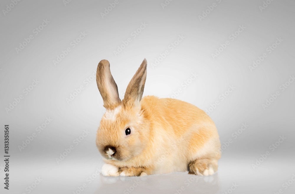 Obraz premium Cute Little baby rabbit on wooden floor