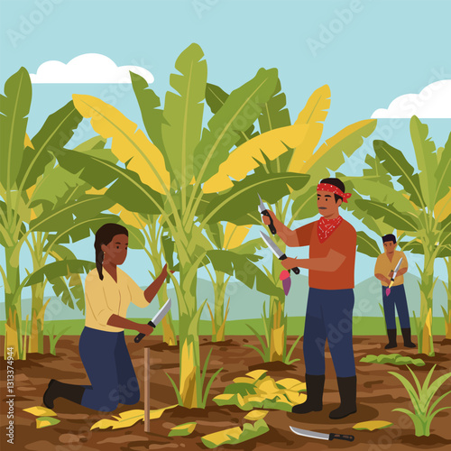 Farmers Harvesting Banana Plants Using Knives in a Tropical Field