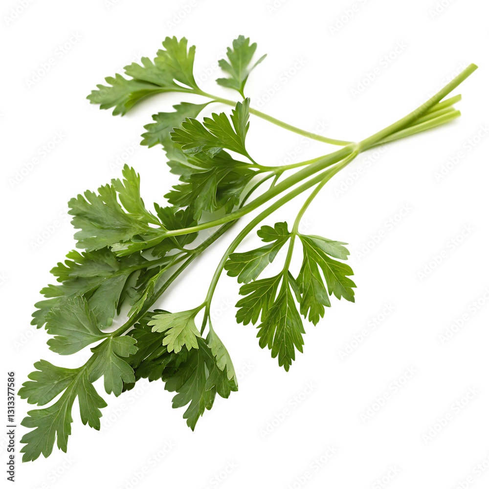 A fresh parsley sprig isolated on a transparent background A fresh parsley sprig isolated on a transparent background